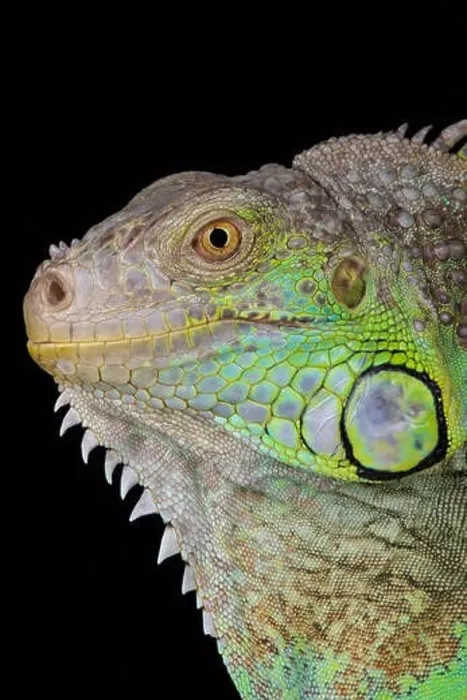 Framed Print : Green iguana / Iguana iguana rhinolopha Framed Print : Green iguana / Iguana iguana rhinolopha