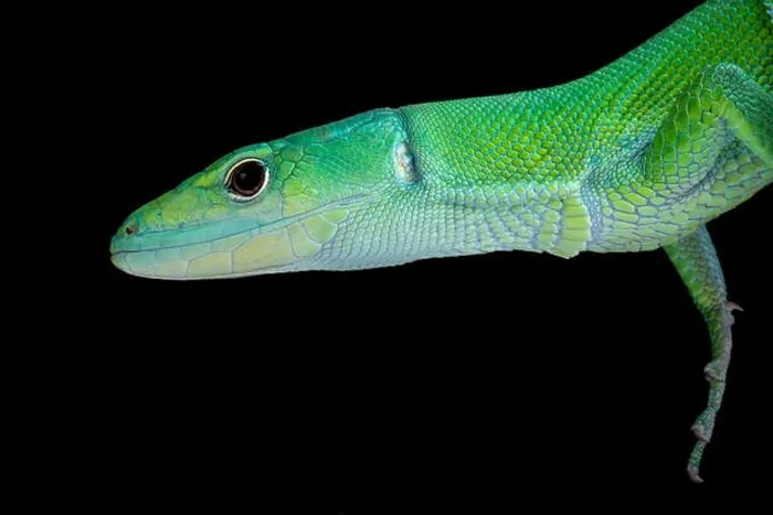Framed Print : Green Keel-bellied Lizard (Gastropholis prasina) Framed Print : Green Keel-bellied Lizard (Gastropholis prasina)