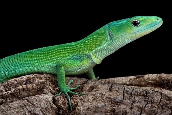 Framed Print : Green Keel-bellied Lizard (Gastropholis prasina) Framed Print : Green Keel-bellied Lizard (Gastropholis prasina)