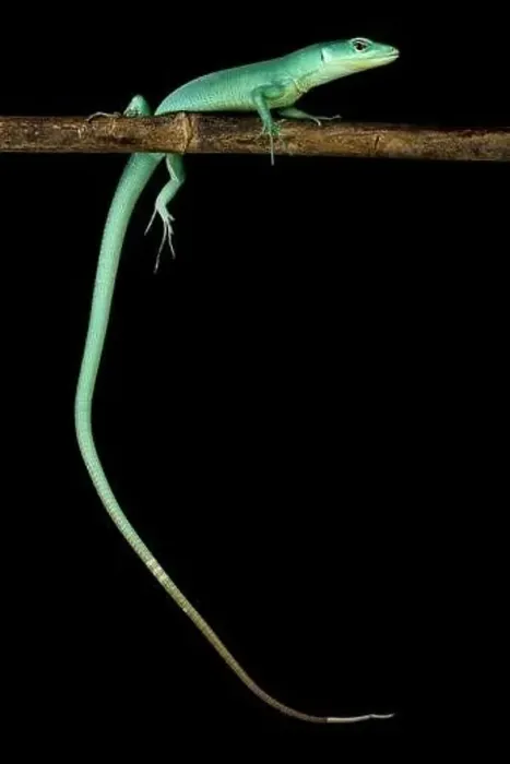 Framed Print : Green keel-bellied lizard (Gastropholis prasina) Framed Print : Green keel-bellied lizard (Gastropholis prasina)