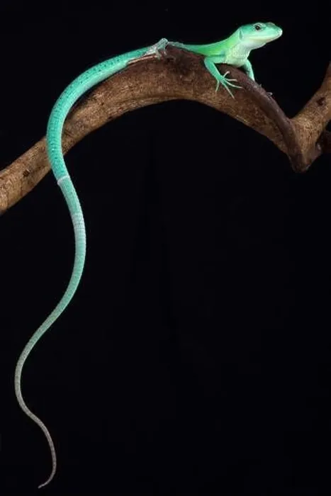 Framed Print : The Green keel-bellied lizard (Gastropholis prasina) is a spectacular tree dwelling lizard species