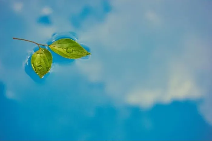 Framed Print : Green leaves floating in the calm water reflecting the sky, environmental, ecology concept, save our planet Framed Print : Green leaves floating in the calm water reflecting the sky, environmental, ecology concept, save our planet
