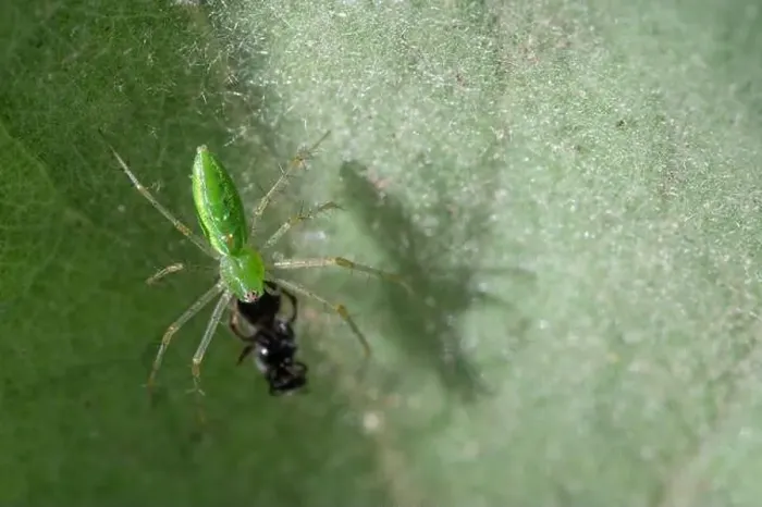 Framed Print : Green Lynx Spider (Peucetia viridans) w / prey Framed Print : Green Lynx Spider (Peucetia viridans) w / prey