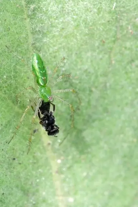 Framed Print : Green Lynx Spider (Peucetia viridans) w / prey Framed Print : Green Lynx Spider (Peucetia viridans) w / prey