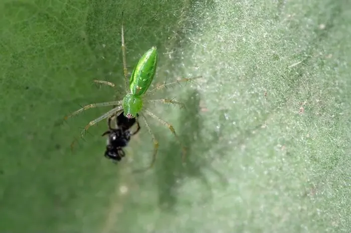 Framed Print : Green Lynx Spider (Peucetia viridans) w / prey Framed Print : Green Lynx Spider (Peucetia viridans) w / prey