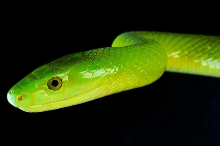 Framed Print : Green mamba / Dendroaspis angusticeps Framed Print : Green mamba / Dendroaspis angusticeps