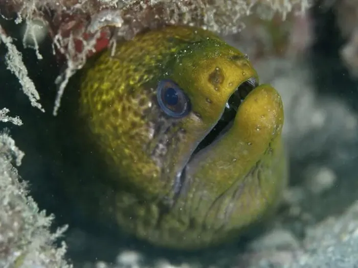 Framed Print : Green moray, marbled moray eel (Gymnothorax undulatus) Framed Print : Green moray, marbled moray eel (Gymnothorax undulatus)