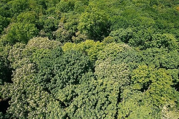 Green Natural Background Of Deciduous Forest. Top View Aerial View Landscape Of Green Crowns Trees Woods At Spring Or Summer Season
