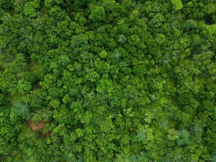 Framed Print : Green natural tree park above top drone view Framed Print : Green natural tree park above top drone view