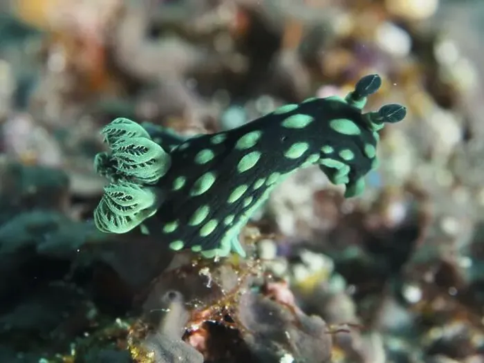 Framed Print : Green nudibranch with dots, neon star snail (Nembrotha cristata) Framed Print : Green nudibranch with dots, neon star snail (Nembrotha cristata)