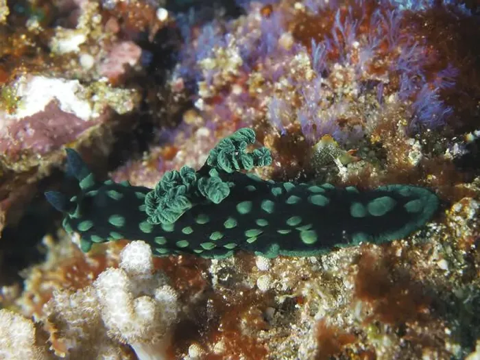 Framed Print : Green nudibranch with dots, neon star snail (Nembrotha cristata) Framed Print : Green nudibranch with dots, neon star snail (Nembrotha cristata)
