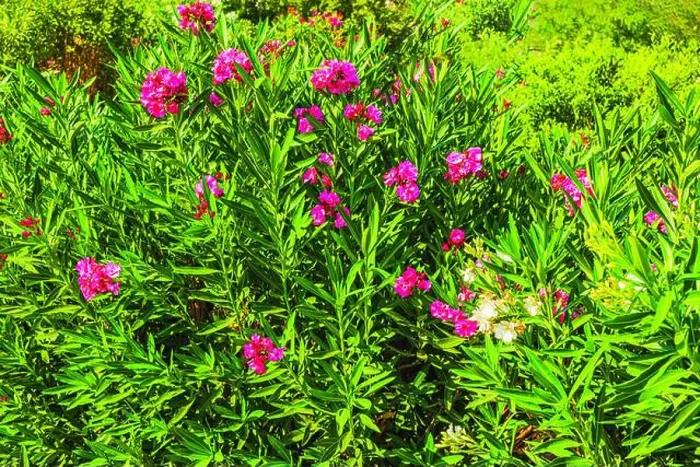 Framed Print : Green oleander bush with vibrant pink flowers in sunny garden. Greece Framed Print : Green oleander bush with vibrant pink flowers in sunny garden. Greece