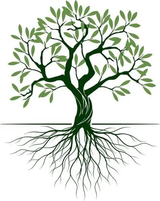 Framed Print : Green Olive Tree with Roots on white background. Vector Illustration and concept pictogram. Plant in garden Framed Print : Green Olive Tree with Roots on white background. Vector Illustration and concept pictogram. Plant in garden