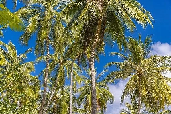 Green palm tree against blue sky and white clouds. Tropical nature background. Outdoor scenic as travel vacation idyllic banner template, relax