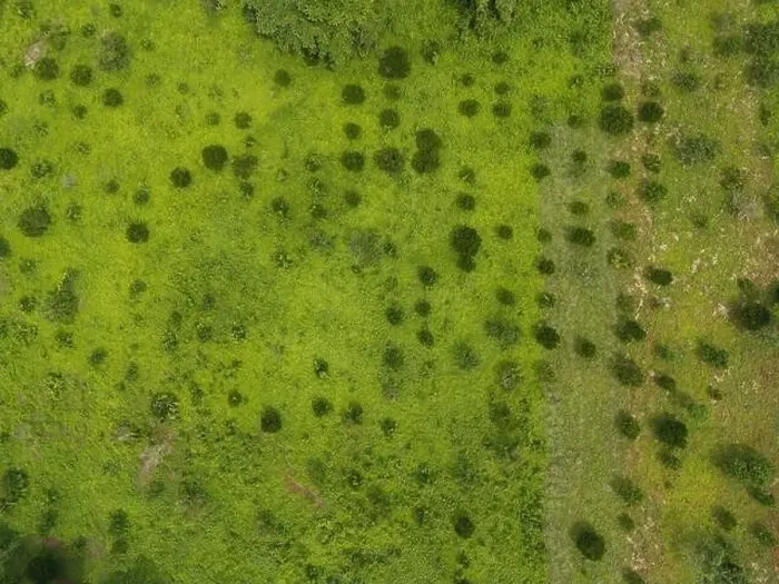Framed Print : Green pasture with small trees with some trees aerial drone top view Framed Print : Green pasture with small trees with some trees aerial drone top view