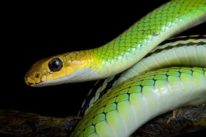 Framed Print : Green rat snake, Ptyas nigromarginata