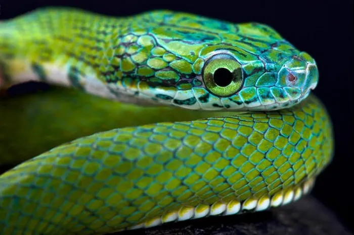 Framed Print : Green ratsnake (Rhadinophis prasinum) Framed Print : Green ratsnake (Rhadinophis prasinum)
