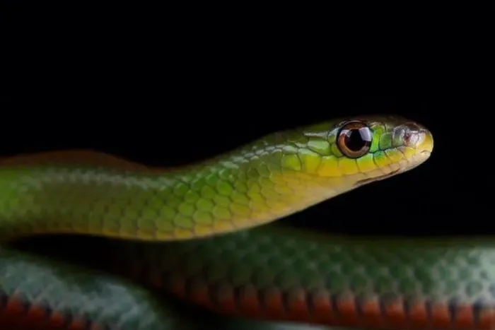 Framed Print : Green red-bellied snake (Erythrolamprus jaegeri) Framed Print : Green red-bellied snake (Erythrolamprus jaegeri)