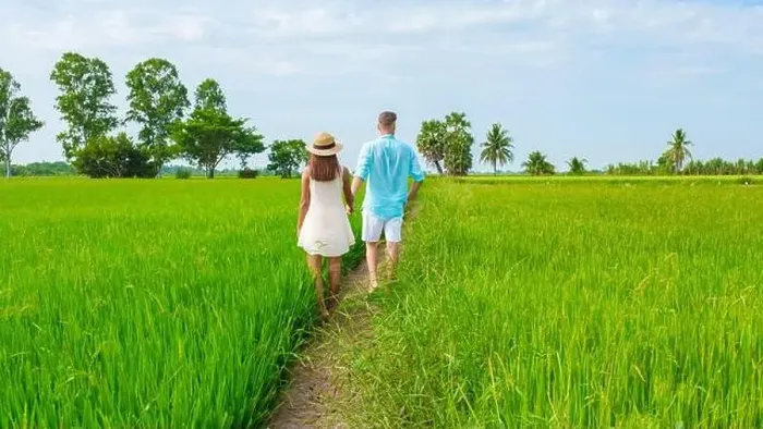 Framed Print : Green rice paddy fields in Central Thailand Suphanburi region