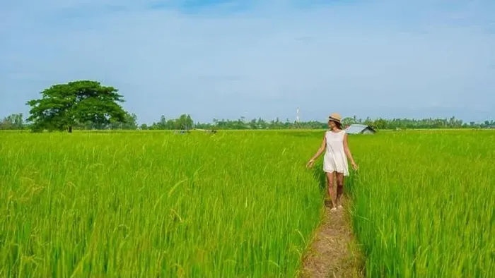 Framed Print : Green rice paddy fields in Central Thailand Suphanburi region Framed Print : Green rice paddy fields in Central Thailand Suphanburi region