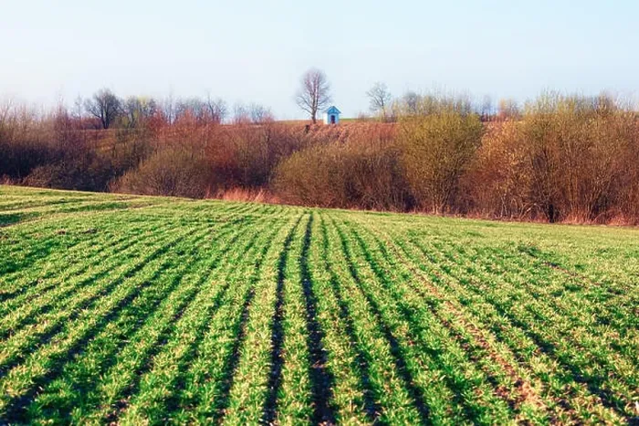 Framed Print : Green rows of young wheat on moravian agriculture field in spring time. Small chapel on background. Czech republic Framed Print : Green rows of young wheat on moravian agriculture field in spring time. Small chapel on background. Czech republic