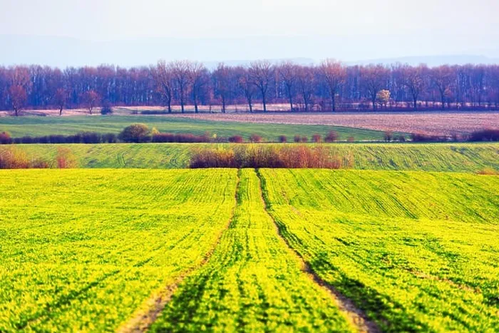 Framed Print : Green rows of young wheat on moravian agriculture field in spring time, Czech republic Framed Print : Green rows of young wheat on moravian agriculture field in spring time, Czech republic