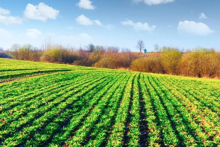 Framed Print : Green rows of young wheat on moravian agriculture field in spring time. Small chapel on background. Czech republic Framed Print : Green rows of young wheat on moravian agriculture field in spring time. Small chapel on background. Czech republic