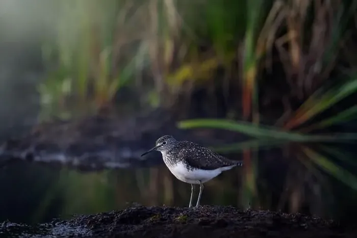 Framed Print : Green Sandpiper, Tringa ochropus Framed Print : Green Sandpiper, Tringa ochropus