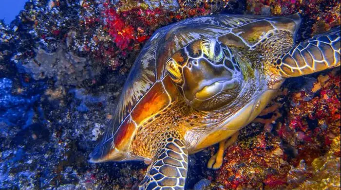 Framed Print : Green Sea Turtle, Chelonia mydas Framed Print : Green Sea Turtle, Chelonia mydas