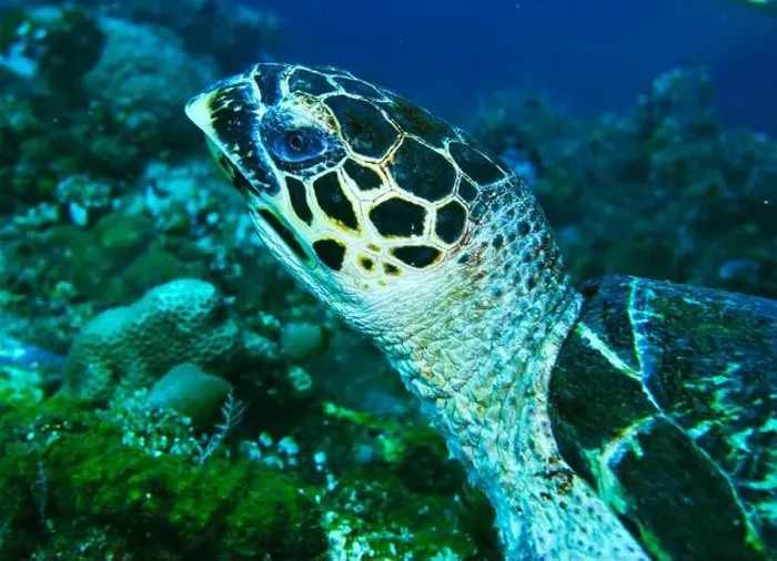 Framed Print : Green sea turtle, Chelonia mydas Deep Sea Exploration 2025 Framed Print : Green sea turtle, Chelonia mydas Deep Sea Exploration 2025