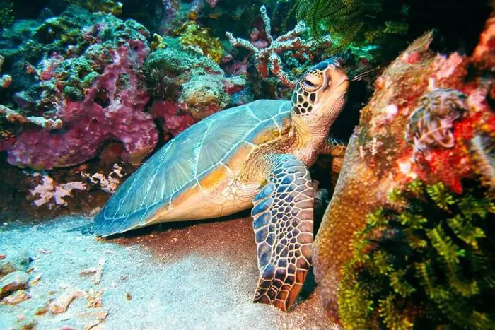 Framed Print : Green sea turtle, Chelonia mydas Deep Sea Exploration 2025 Framed Print : Green sea turtle, Chelonia mydas Deep Sea Exploration 2025