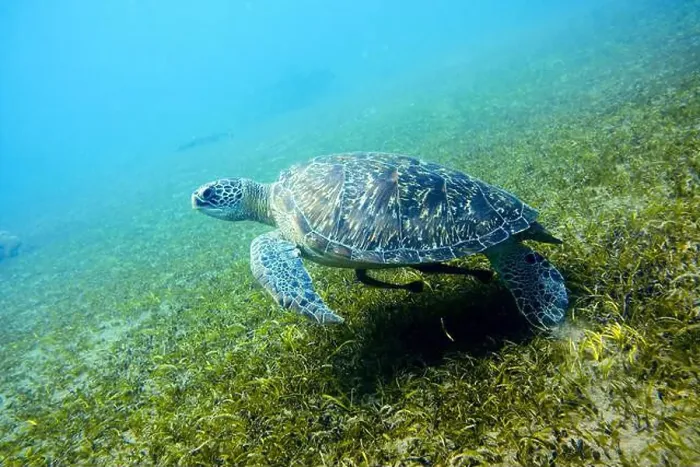 Framed Print : Green sea turtle, Chelonia mydas Deep Sea Exploration 2025 Framed Print : Green sea turtle, Chelonia mydas Deep Sea Exploration 2025