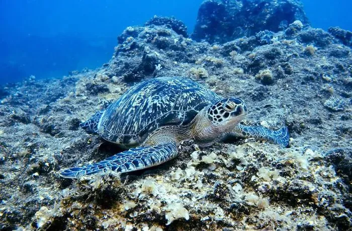 Framed Print : Green sea turtle, Chelonia mydas Deep Sea Exploration 2025 Framed Print : Green sea turtle, Chelonia mydas Deep Sea Exploration 2025