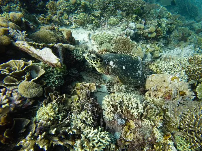 Framed Print : Green Sea Turtle Chelonia Mydas Resting Underwater on the Coral Reef in Komodo, Indonesia Framed Print : Green Sea Turtle Chelonia Mydas Resting Underwater on the Coral Reef in Komodo, Indonesia