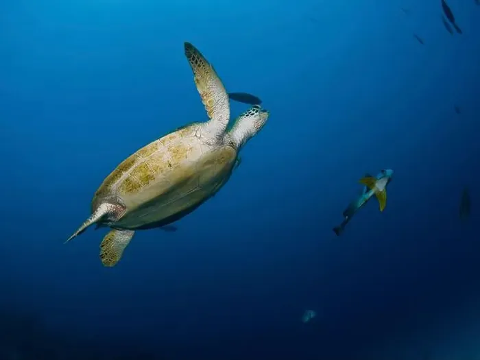 Framed Print : Green sea turtle (Chelonia mydas) swimming next to a pinnate batfish in the Great Barrier Reef Framed Print : Green sea turtle (Chelonia mydas) swimming next to a pinnate batfish in the Great Barrier Reef
