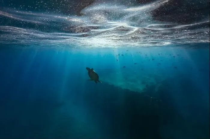 Framed Print : A green sea turtle dives down below the ocean surface into the clear blue Framed Print : A green sea turtle dives down below the ocean surface into the clear blue
