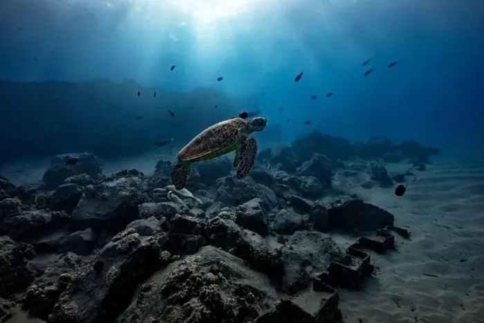 Framed Print : A green sea turtle hovers over a rocky reef at a cleaning station; a symbiotic relationship as fish remove algae Framed Print : A green sea turtle hovers over a rocky reef at a cleaning station; a symbiotic relationship as fish remove algae