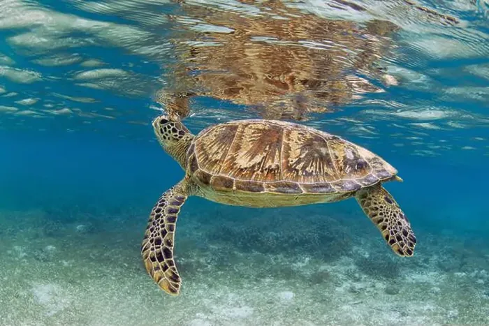 Framed Print : A green sea turtle hovers at the surface, Raja Ampat, Indonesia Framed Print : A green sea turtle hovers at the surface, Raja Ampat, Indonesia