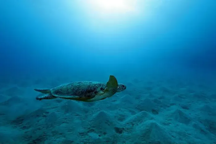 Framed Print : Green Sea Turtle near Marsa Alam, underwater photograph, Red Sea, Egypt Framed Print : Green Sea Turtle near Marsa Alam, underwater photograph, Red Sea, Egypt
