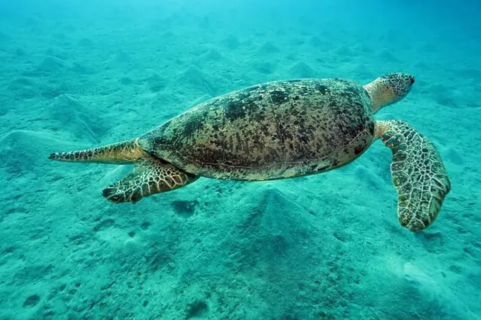 Framed Print : Green Sea Turtle near Marsa Alam, underwater photograph, Red Sea, Egypt