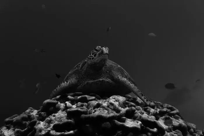Framed Print : Green sea turtle rests peacefully on vibrant coral reef Framed Print : Green sea turtle rests peacefully on vibrant coral reef
