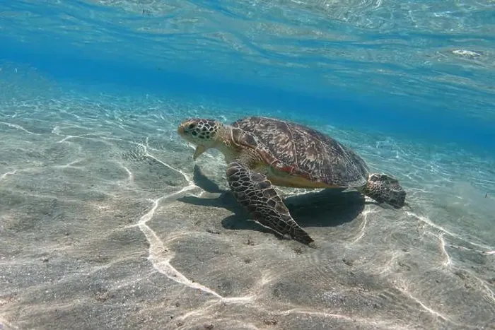Framed Print : Green sea turtle in shallow sea water underwater Framed Print : Green sea turtle in shallow sea water underwater