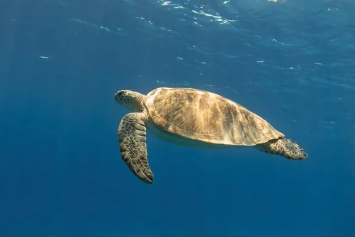 Framed Print : Green sea turtle swimming in the blue sea underwater Framed Print : Green sea turtle swimming in the blue sea underwater