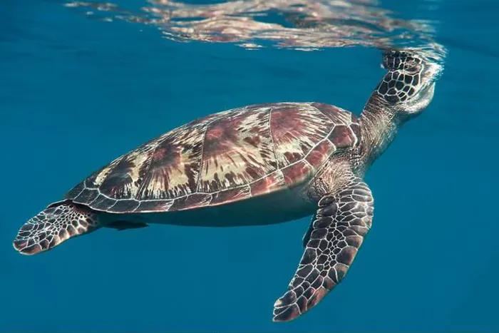 Framed Print : Green sea turtle swims under the water surface and takes a breath, Bali, Indonesia