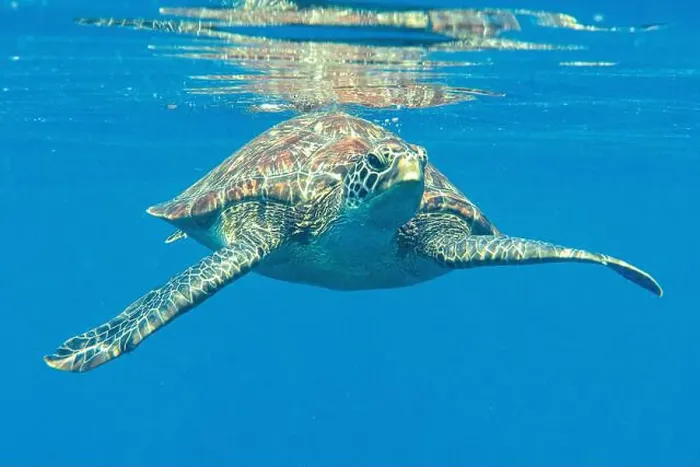 Framed Print : Green sea turtle swims under the water after taking breath, Bali, Indonesia Framed Print : Green sea turtle swims under the water after taking breath, Bali, Indonesia