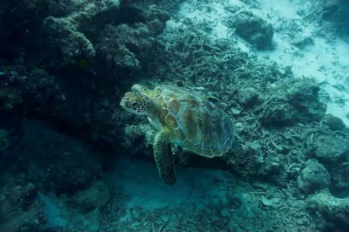 Framed Print : Green sea turtle. Tropical and coral sea wildelife. Beautiful underwater world. Underwater photography Framed Print : Green sea turtle. Tropical and coral sea wildelife. Beautiful underwater world. Underwater photography