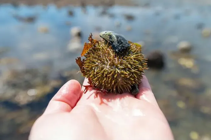 Framed Print : Green Sea Urchin wearing a mussel in hand Framed Print : Green Sea Urchin wearing a mussel in hand