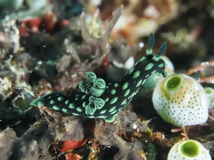 Framed Print : Green spotted nudibranch, neon star snail (Nembrotha cristata) Framed Print : Green spotted nudibranch, neon star snail (Nembrotha cristata)
