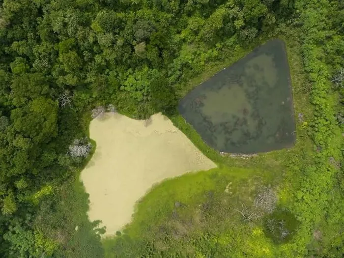 Framed Print : Green swamp in jungle above drone top view Framed Print : Green swamp in jungle above drone top view