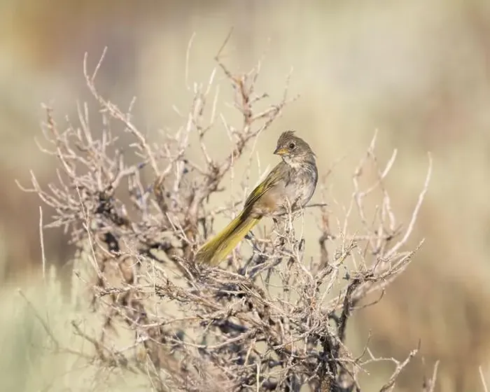 Framed Print : A Green-tailed Towhee is nestled in old sage brush branches Framed Print : A Green-tailed Towhee is nestled in old sage brush branches